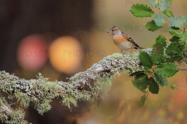 Female Brambling (Fringilla montifringilla) perched on a lichen covered branch. Andalusia, October 2021