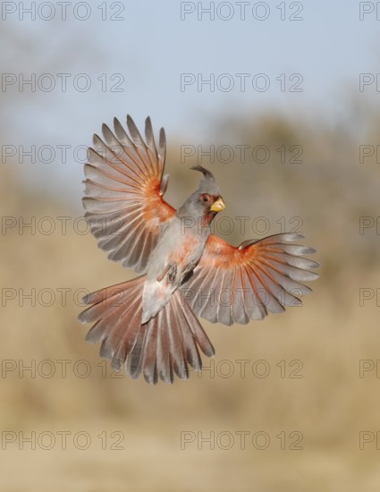 Pyrrhuloxia (Cardinalis sinuatus) male flying, Texas, USA