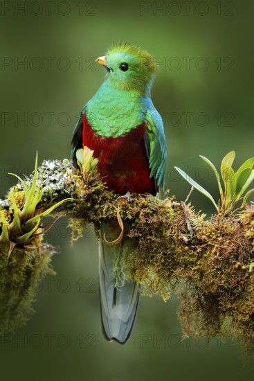 Quetzal, Pharomachrus mocinno, from nature Costa Rica with green forest. Magnificent sacred mistic green and red bird. Resplendent Quetzal in jungle habitat. Widlife scene from Costa Rica