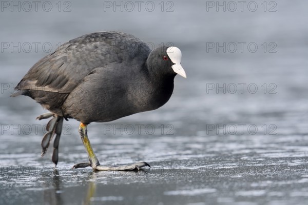 Eurasian Coot or coot rail (Fulica atra) on the ice surface of a lake in winter, North Rhine-Westphalia, Germany