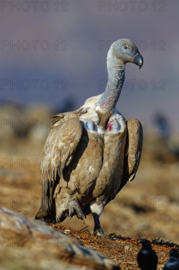 Cape Vulture, also cape griffon (Gyps coprotheres), Giant's Castle Hide, KwaZulu-Natal, South Africa