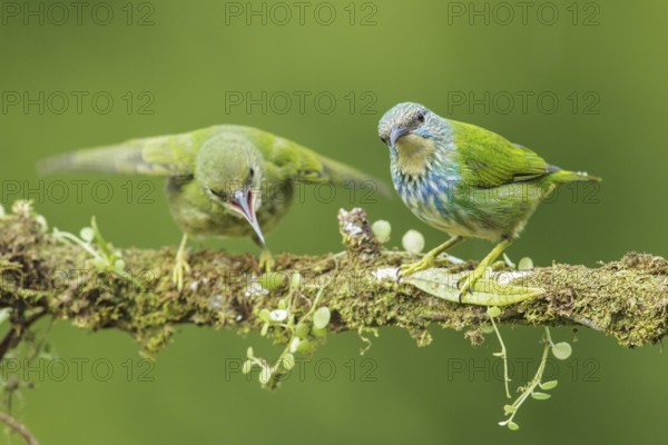 Shining Honeycreeper (Cyanerpes lucidus) perched on a branch in Costa Rica