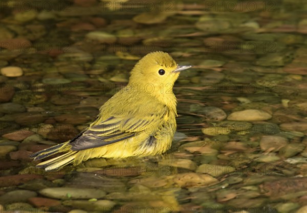 Yellow Warbler, Setophaga petechia, male, bathes in a backyard pond in Saskatoon, Saskatchewan
