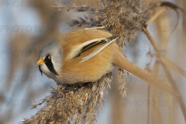 Bearded Reedling (Panurus biarmicus) male, Saxony-Anhalt, Germany