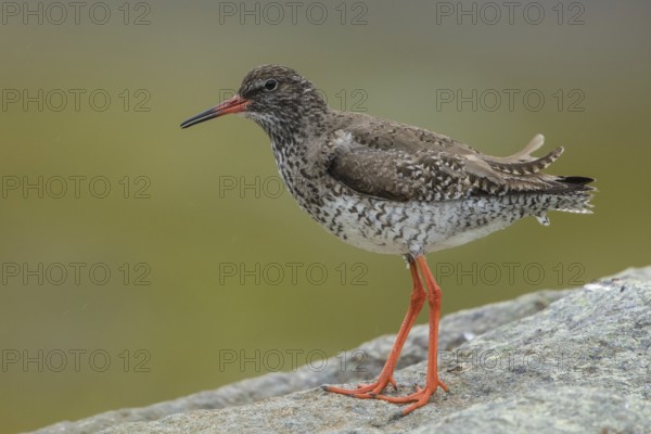 Common Redshank (Tringa totanus) perched on a rock, Iceland
