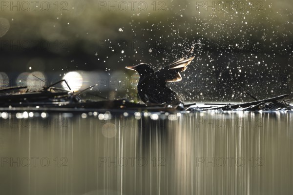 A common starling enjoys a refreshing bath, surrounded by sparkling droplets catching the sunlight in Puebla de BeleÃ±a, Spain