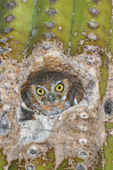 Elf Owl Micrathene whitneyi Tucson, Pima County, Arizona, United States 9 May Adult peering from nest hole in Saguaro cactus. Strigidae