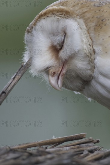 Western Barn Owl (Tyto alba)