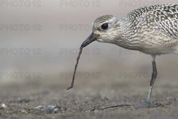 Grey Plover (Pluvialis squatarola) feeding on worm, Mecklenburg-Western Pomerania, Germany