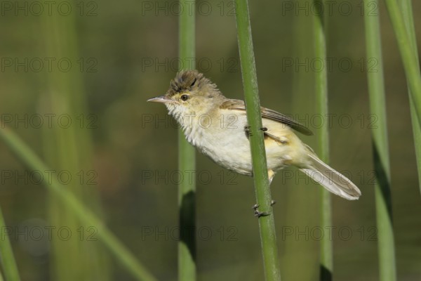 Australian Reed Warbler (Acrocephalus australis), Victoria, Leopold, Australia