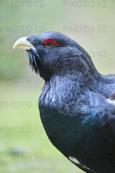 Western capercaillie (Tetrao urogallus) male (cock) portrait, Bavaria, Germany