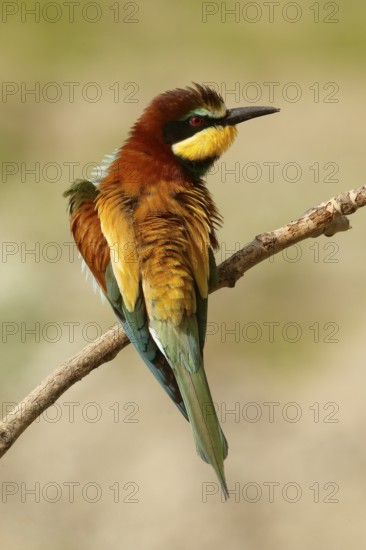 European Bee-eater (Merops apiaster), Piedmont, Italy