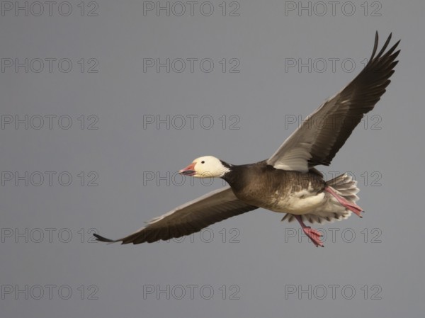 Snow Goose (Anser caerulescens) flying, California, USA