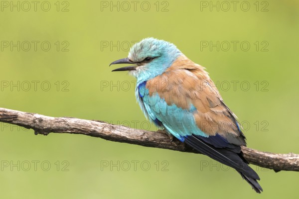 European Roller (Coracias garrulus) calling, perched on a branch, Subotica, Serbia