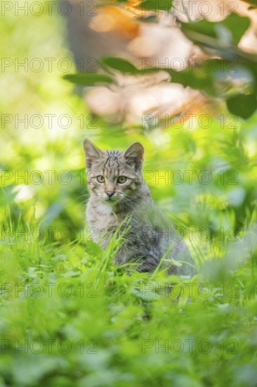 European wildcat (Felis silvestris silvestris) on a meadow, Hesse, Germany