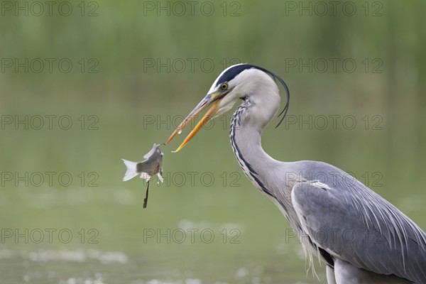 Grey Heron (Ardea cinerea) with fish prey, Serbia