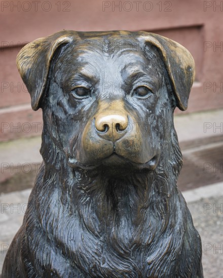 Bronze statue, monument, portrait, close-up of a Rottweiler dog, it is reminiscent of the dog breed whose name is derived from the city, Rottweil district, Baden-Württemberg, Germany