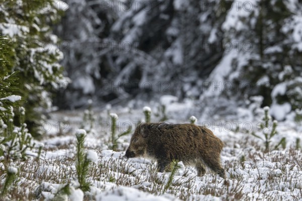 A few minutes after the wild boar (Sus scrofa), a first young boar follows across the snowy clearing, winter, snow, cold, baby animals, sweet, cute, November, Denmark