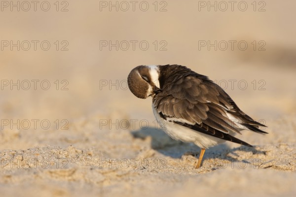 Common Ringed Plover (Charadrius hiaticula), Schleswig-Holstein, Germany
