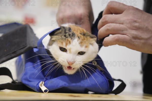 A calico cat looks out from a blue bag at a veterinarian's office. The vet's hands carefully hold the bag, ensuring the cat's comfort and safety during the examination process