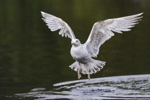 European Herring Gull (Larus argentatus) flying, Nord-Trondelag, Norway