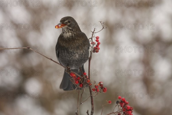Common Blackbird (Turdus merula) juvenile, Lower Saxony, Germany