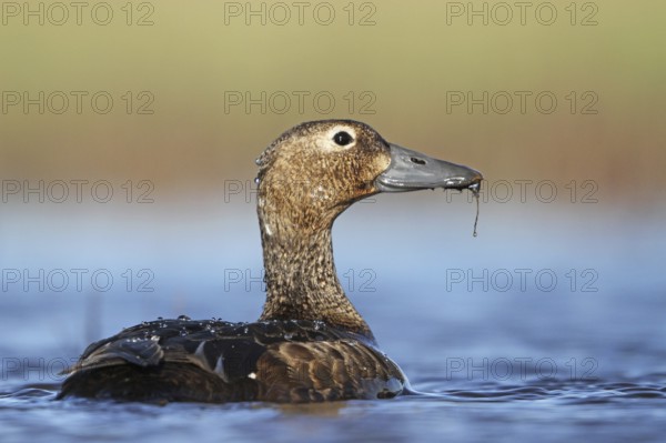 Steller's Eider (Polysticta stelleri) female, Alaska, USA