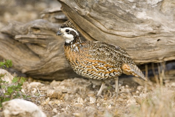 Northern Bobwhite Colinus virginianus Rio Grande City, Starr County, Texas, United States 31 March Adult Male Phasianidae