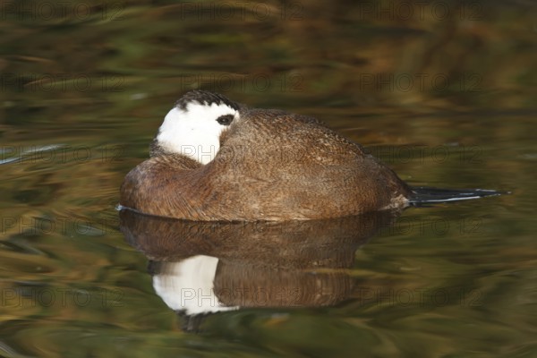 White-headed Duck (Oxyura leucocephala) male, North Rhine-Westphalia, Germany