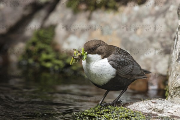 White-throated Dipper (Cinclus cinclus cinclus) with insects in its beak, Dalarna, Sweden