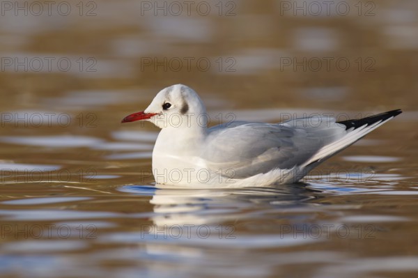 Black-headed Gull (Chroicocephalus ridibundus), Berlin, Germany