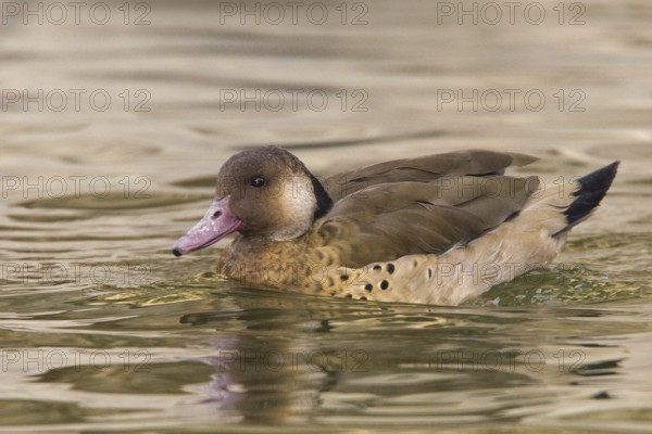 Brazilian Teal (Amazonetta brasiliensis), Arizona, USA