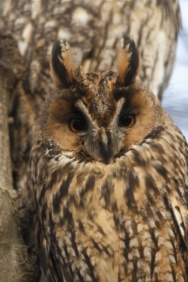 Long-eared Owl (Asio otus), North Rhine-Westphalia, Germany