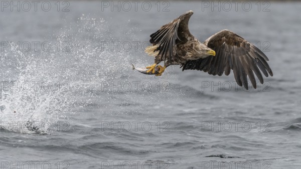 White-tailed Eagle (Haliaeetus albicilla) hunting, Norway