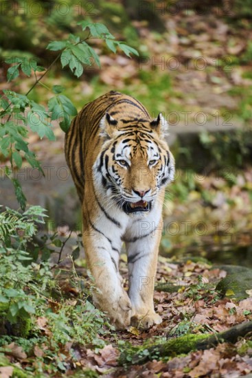 Siberian tiger (Panthera tigris altaica) walking on the ground, Germany