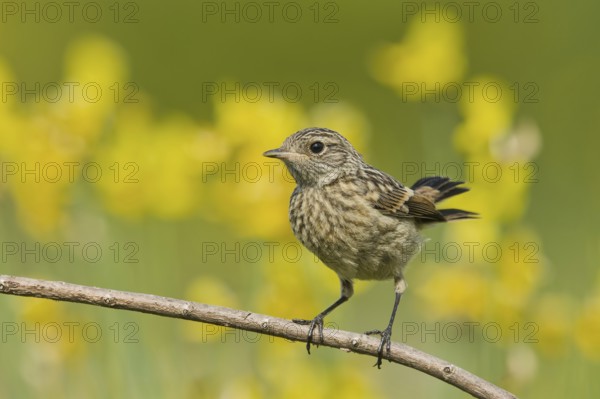 European Stonechat (Saxicola rubicola) juvenile, Liguria, Italy