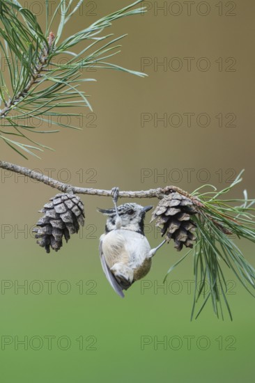 European Crested Tit (Lophophanes cristatus), Rhineland-Palatinate, Germany