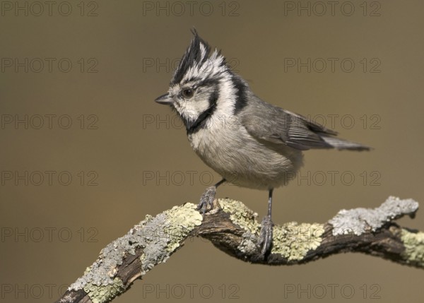 Bridled Titmouse (Baeolophus wollweberi), Arizona, USA