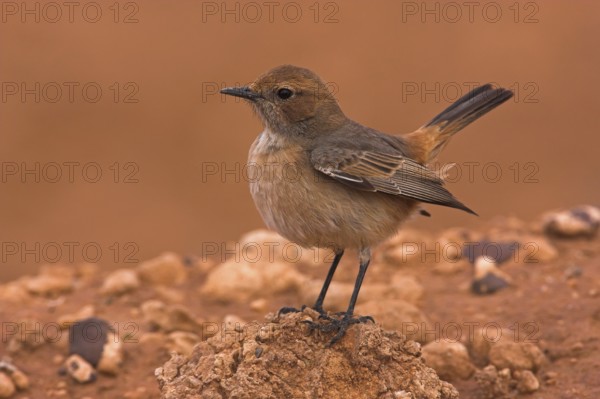 Red-rumped Wheatear (Oenanthe moesta) female, Morocco