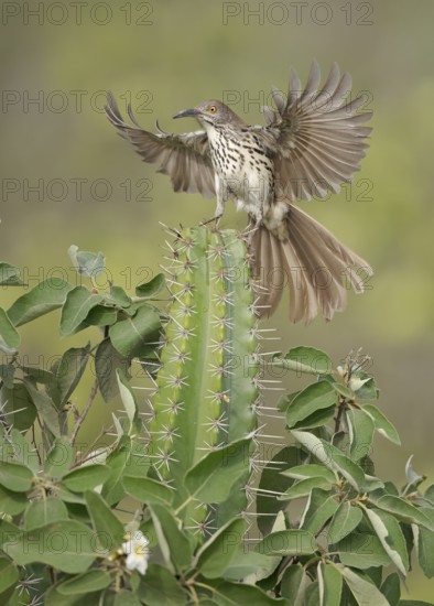 Long-billed Thrasher (Toxostoma longirostre) perched on a cactus, Texas, USA