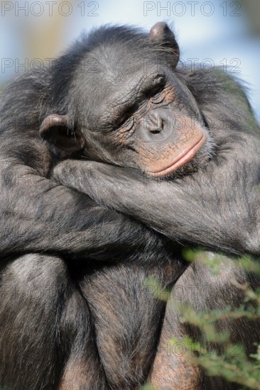 Chimpanzee (Pan troglodytes), female, captive, occurring in Africa, Malaysia