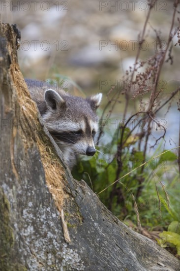 One Raccoon, procyon lotor, looking for food on a rotten tree stump