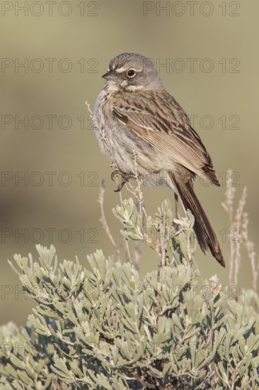 Sagebrush Sparrow (Artemisiospiza nevadensis) perched on a branch in central Washington State, USA
