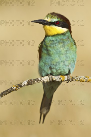 European Bee-eater (Merops apiaster), Castile, Spain