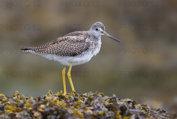 Greater Yellowlegs (Tringa melanoleuca), British Columbia, Canada