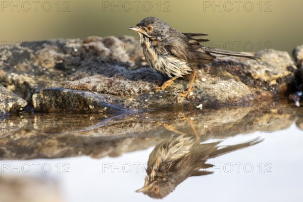 Subalpine Warbler (Sylvia cantillans) juvenile, Castile and Leon, Spain
