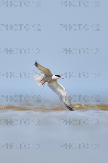 Elegant tern (Thalasseus elegans) flying in the sky above the sea, hunting, ebro delta, Catalonia, Spain
