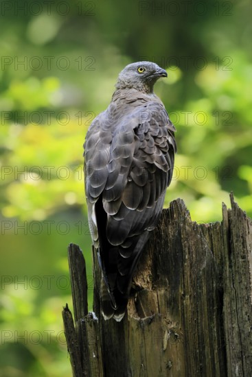 Honey buzzard (Pernis apivorus), adult, perch, vigilant, in summer, Šumava, Czech Republic