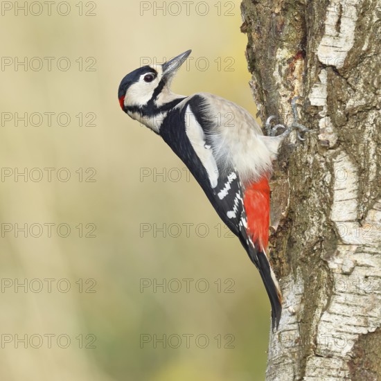 Great spotted woodpecker (Dendrocopus major), male, foraging on the trunk of a common birch (Betula pendula), wildlife, woodpeckers, nature photography, autumn, Wilnsdorf, North Rhine-Westphalia, Germany