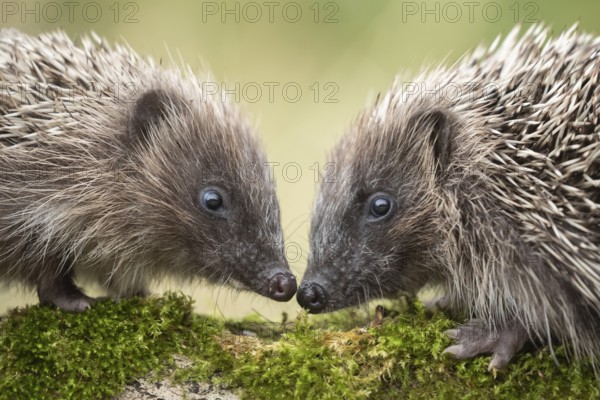 European hedgehog (Erinaceus europaeus) two adult animals greeting each other on a moss covered tree log, England, United Kingdom